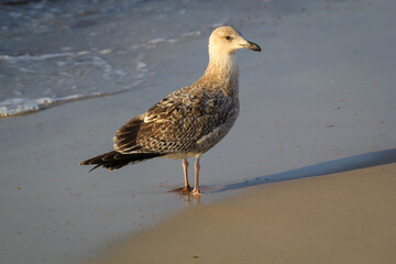Portrait einer Mantelmöwe. Mantelmöwe am Strand der Ostsee.