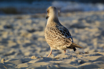 Portrait einer Mantelmöwe. Mantelmöwe am Strand der Ostsee.
