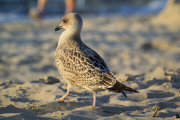 Portrait einer Mantelmöwe. Mantelmöwe am Strand der Ostsee.