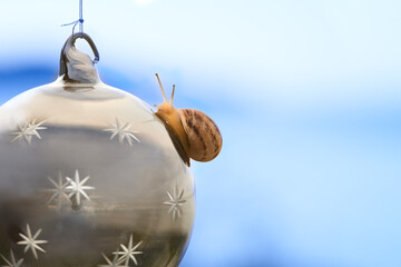 A glass silver Christmas ball with a grape snail crawling on it. Copy space.