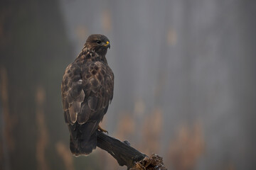 Buzzard perched on a branch