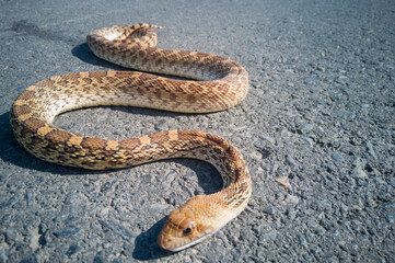 serpiente imitadora de la serpiente de cascabel, color cafe claro y cafe obscuro, con algunas manchas mas obscuras, de un metro aproximadamente de largo, sobre una carretera de asfalto.