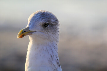 Portrait einer Mantelmöwe. Mantelmöwe am Strand der Ostsee.