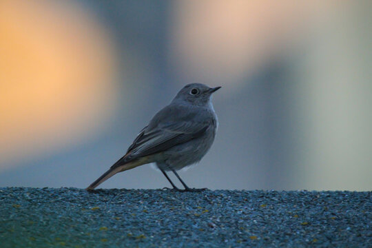 Ein Hausrotschwanz sitzt auf einem Dach. Ein Singvogelportrait.