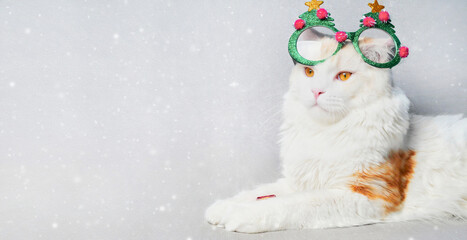 christmas cat in red Santa Claus glasses and xmas gift. Happy new year greeting card