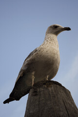 Seagull sits on a wooden ledge close-up and looks into the distance