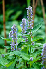 Agastache Blue Fortune Blue Fortune Anise Hyssop in a herbaceous border
