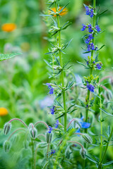 Agastache Blue Fortune Blue Fortune Anise Hyssop in a herbaceous border