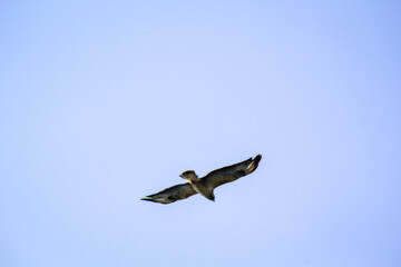 Flugstudie einer Mantelmöwe, Möwe im Flug.