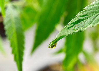 Close up of Cannabis plant leaf with CBD or THC oil drop from medical marijuana
