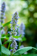 Agastache Blue Fortune Blue Fortune Anise Hyssop in a herbaceous border