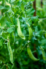 green peas in the organic garden