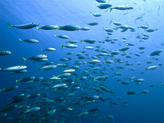 Beautiful school of fish