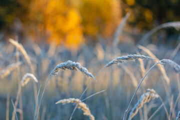 Fototapeta premium Hoarfrosted grass on sunny autumn day