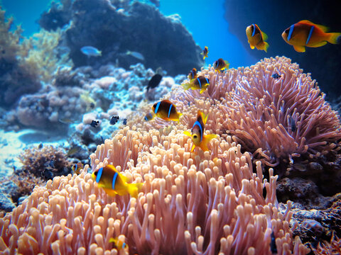 Beautiful clown fish and anemone at the coral reef