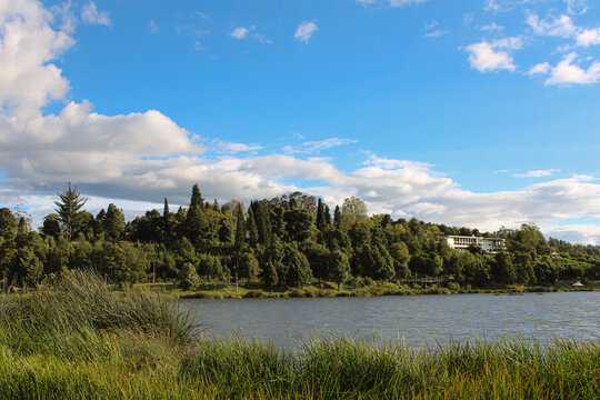 Lago con bosque