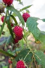 raspberries ripening on a bush