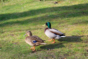 Stockenten am Rand eines Stadtteiches. Portrait einer Ente.