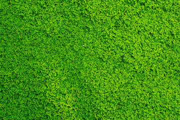 Natural green plane background