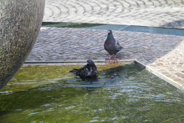 Badetag der Tauben am Stadtbrunnen.