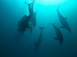 Scuba diver playing with wild Bottlenose Dolphins