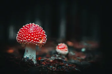 Deurstickers Zwart Close-up van wilde paddenstoelen die groeien in Beierse bossen, Duitsland
