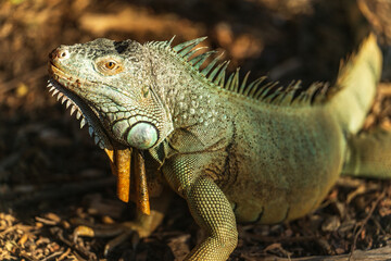 Green reptile iguana basking in sun on forest ground.