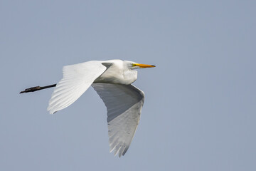 Great Egret in Flight in a Clear Fall Sky