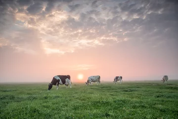 Fotobehang Kaki koeien grazen in de wei bij zonsopgang