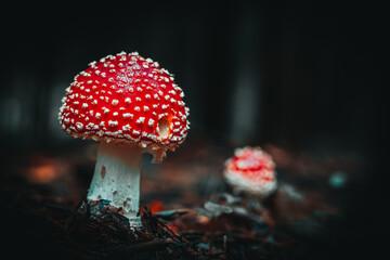 Closeup of wild mushrooms growing in Bavarian forests, Germany - Powered by Adobe