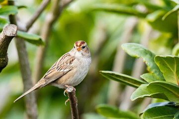 Golden-Crowned Sparrow Perched on a Branch