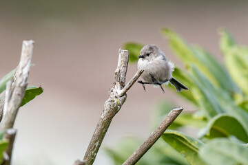 Bushtit About to Land in a Rhodedendron Bush
