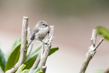 Cute Bushtit Perched in a Rhodedendron Bush