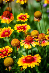 Blooming yellow and orange helenium flowers in the garden