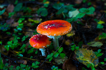 Red fly agarics in the autumn forest. Beautiful poisonous fly agarics