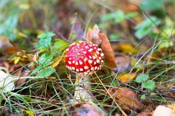 Red fly agarics in the autumn forest. Beautiful poisonous fly agarics