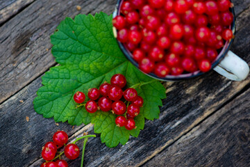red garden currant berries are in a mug. High quality photo