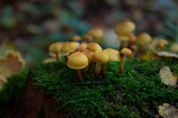 poisonous toadstools in the autumn forest on a green stump. Yellow foliage and mushrooms