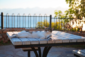 A lazy Turkish cat lies on the table basking in the sun.