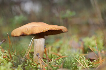 mushroom in the forest