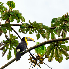 Naklejka premium Chestnut mandibled toucan or Swainson's toucan (Ramphastos ambiguus swainsonii), Mindo cloud forest, Ecuador.