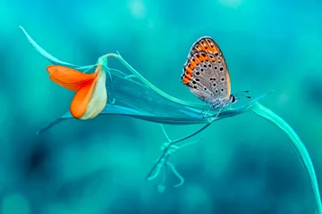 Fotobehang Aquablauw Macro-opnamen, prachtige natuurscène. Closeup prachtige vlinder zittend op de bloem in een zomertuin.