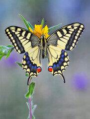 Obraz premium Macro shots, Beautiful nature scene. Closeup beautiful butterfly sitting on the flower in a summer garden.