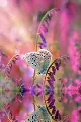 Poster Macro-opnamen, prachtige natuurscène. Close-up prachtige vlinder zittend op de bloem in een zomertuin. © blackdiamond67
