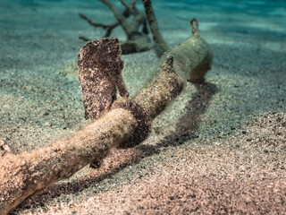 Seascape with Seahorse in the coral reef of Caribbean Sea, Curacao