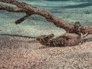 Seascape with Seahorse in the coral reef of Caribbean Sea, Curacao