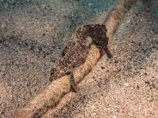 Seascape with Seahorse in the coral reef of Caribbean Sea, Curacao