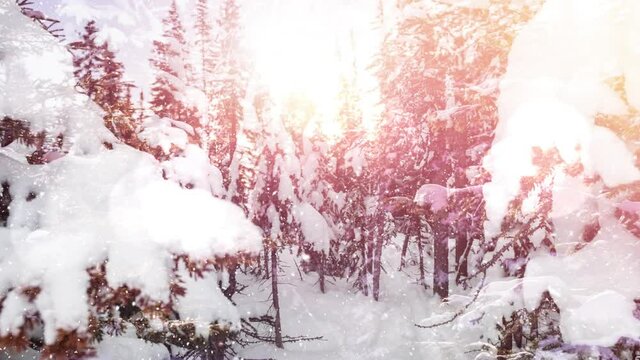 Animation of snow falling and glowing spots of light over fir trees in winter scenery