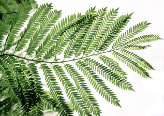 Fototapeta na wymiar Green leaves isolated on white background for montage product display or design. Albizia tree leaves. Persian silk tree
