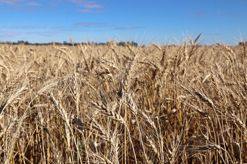 Fototapeta na wymiar Closeup of a barley field with a blue sky